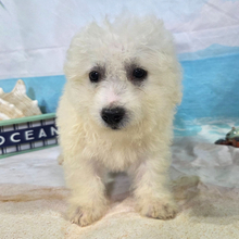 Tilly - Image 2