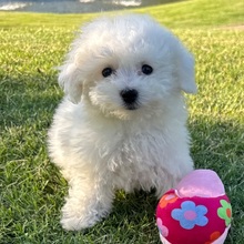 Holly