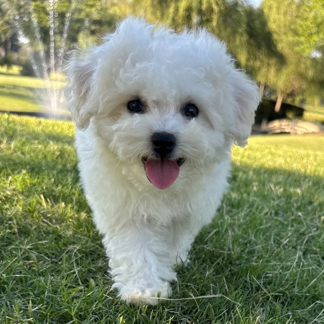 Archie