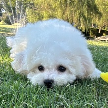 Archie - Image 4