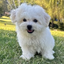 Archie - Image 2
