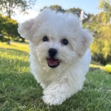 Archie - Image 3
