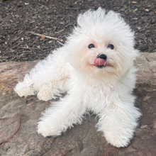 Rocky - Image 3