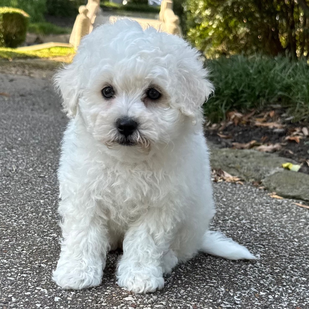 Milo - Image 4