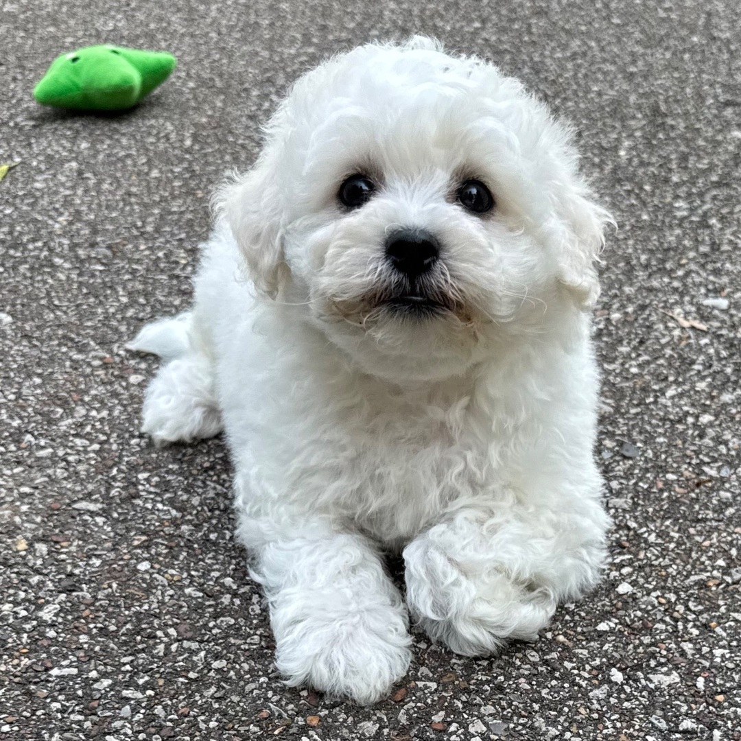 Milo - Image 3