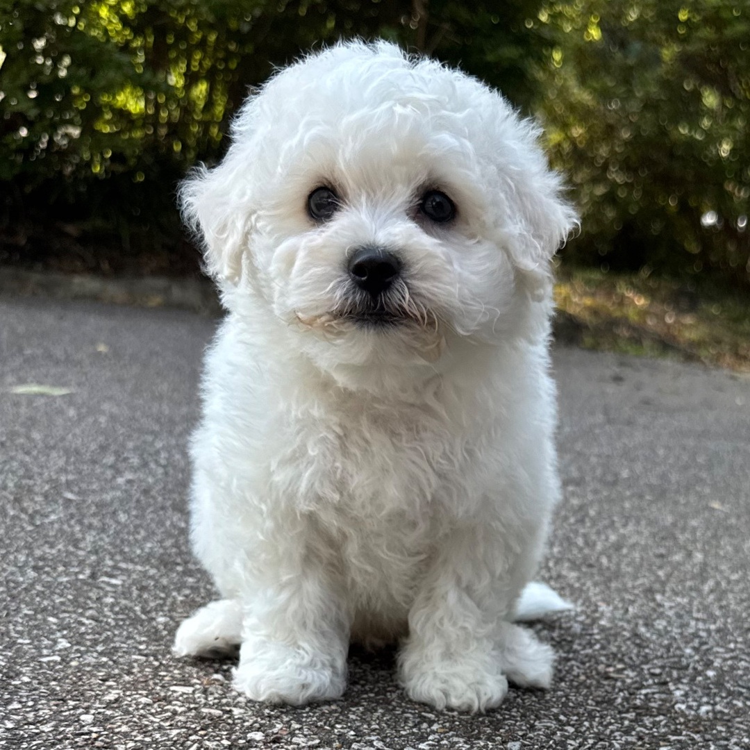 Milo - Image 2